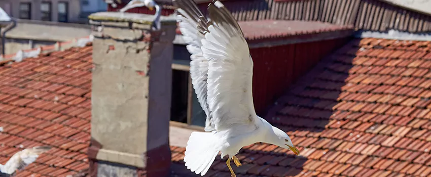 Residential Chimney Animal Removal Solution in Menasha, WI