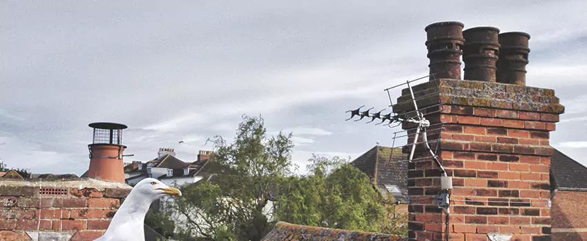Chimney Cleaning And Restoration in Menasha, Wisconsin